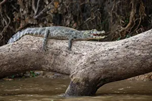 Crocodilian Prints: Yacare caiman (Caiman yacare) resting on on tree over river, Pantanal, Brazil