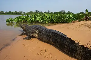 Crocodilian Prints: Yacare caiman (Caiman yacare) resting on sandy riverbank, Pantanal, Brazil