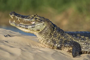 Alligatoridae Gallery: Yacare caiman (Caiman yacare) on river bank, Cuiaba River, Pantanal Matogrossense National Park