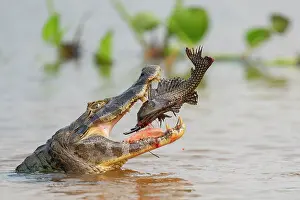 Crocodilian Prints: Yacare caiman (Caiman yacare) in river swallowing Snow pleaco (Pterygoplichthys anisitsi) prey
