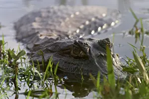 Submerging Prints: Yacare (Caiman yacare) in shallow water