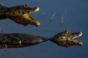 Crocodilian Prints: Two Yacare caimans (Caiman yacare) in water, Pantanal, Mato Grosso, Brazil