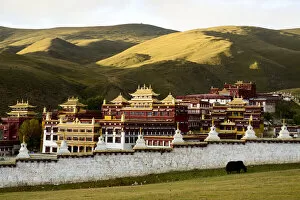 Yak (Bos grunniens) grazing beside wall of Ganden Thubchen Choekhorling Monastery