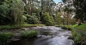 Foliage Prints: Yarra River surrounded by woodland, Warburton, Victoria, Australia. April, 2023