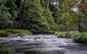 Foliage Prints: Yarra River surrounded by woodland, Warburton, Victoria, Australia. April, 2023