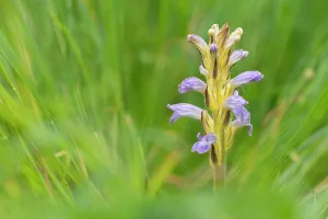 Orobanchaceae Prints: Yarrom broomrape (Orobanche purpurea) in flower, Nijmegen, The Netherlands. May