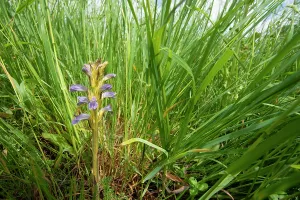Orobanchaceae Prints: Yarrom broomrape (Orobanche purpurea) in flower, Nijmegen, The Netherlands. May