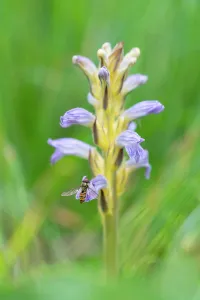 Orobanchaceae Prints: Yarrom broomrape (Orobanche purpurea) in flower, Nijmegen, The Netherlands. May