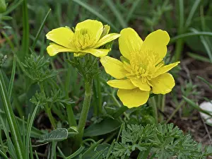 Ranunculaceae Prints: Yarrow-leaved buttercups (Ranunculus millefoliatus) in flower, Abruzzo, Italy. May