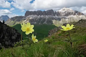 Ranunculaceae Prints: Yellow Alpine pasque flowers (Pulsatilla alpina apiifolia) in flower on mountain
