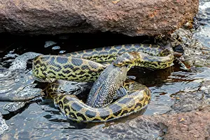 Waters Edge Prints: Yellow anaconda (Eunectes notaeus) with fish prey in mouth at river edge