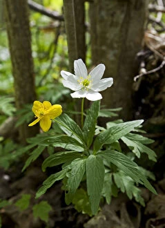 Images Dated 16th May 2009: Yellow anemone (Anemone ranunculoides) and Wood anemone flowers (Anemone nemorosa)