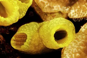 Ascidian Prints: Yellow ascidian (Phallusia julinea) portrait