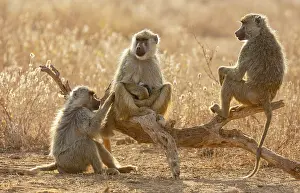 Relaxation Prints: Three Yellow baboons (Papio cynocephalus) female
