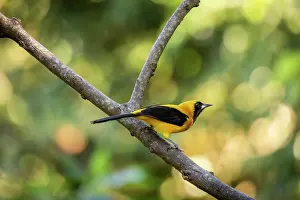 Colombia Prints: Yellow-backed oriole (Icterus chrysater) perched on branch