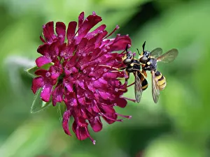 Muscomorpha Prints: Yellow banded conops flies (Conops quadrifasciatus) pair