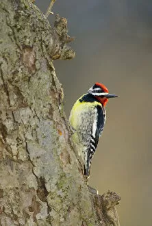 Images Dated 25th April 2009: Yellow-bellied Sapsucker (Sphyrapicus varius), male on tree trunk, New York, USA