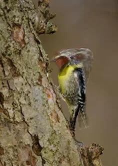 Images Dated 25th April 2009: Yellow-bellied Sapsucker (Sphyrapicus varius), male drumming, long exposure, New York, USA, April