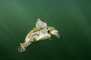 Yellow bellied snapping turtle (Elseya flaviventralis) about to surface for air