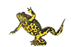 Colourful Gallery: Yellow bellied toad (Bombina variegata) showing underside, Kirchheimbolanden, Germany