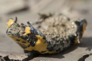 Germany Gallery: Yellow-bellied toad (Bombina variegata) in defensive posture showing warning colours