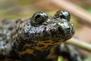Anura Prints: Yellow-bellied toad (Bombina variegata) head portrait, Thurgau, Switzerland. July