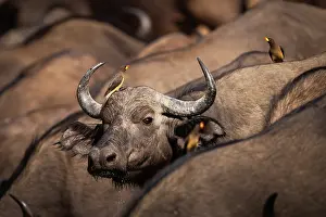 Zambia Prints: Three Yellow-billed oxpeckers (Buphagus africanus) perched among herd of African buffalo (Syncerus caffer)