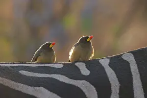 Equidae Prints: Two Yellow-billed oxpeckers (Buphagus africanus) perched on the back of a Zebra (Equus sp)