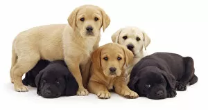 Puppies Gallery: Three yellow and two black Labrador puppies, 6 weeks