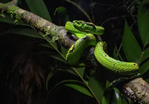 Montane Forest Prints: Yellow-blotched palm-pit viper (Bothriechis aurifer) resting on branch in cloudforest at night