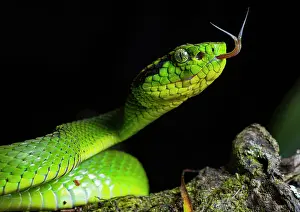 Using Senses Prints: Yellow-blotched palm-pitviper (Bothriechis aurifer) with tongue out tasting the air