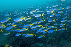 Yellow and blueback fusilier (Caesio teres) schooling over coral reef, West Papua
