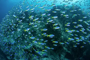 Misool Prints: Yellow and blueback fusiliers (Caesio teres) school massing in front of a coral reef