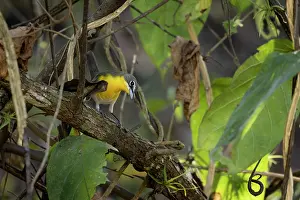 Mexico Prints: Yellow-breasted chat (Icteria virens) perched in a tree