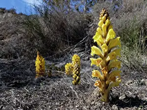 Orobanchaceae Prints: Yellow broomrape (Cistanche phelypaea) in flower