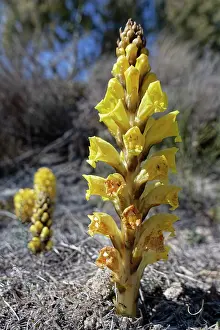 Orobanchaceae Prints: Yellow broomrape (Cistanche phelypaea) in flower