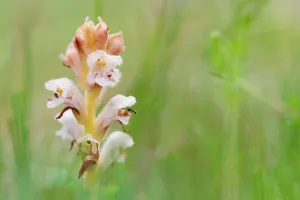 Orobanchaceae Prints: Yellow broomrape (Orobanche lutea) in flower, Nijmegen, The Netherlands. May