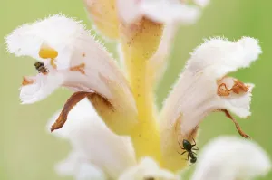 Orobanchaceae Prints: Yellow broomrape (Orobanche lutea) flower, close up, Nijmegen, The Netherlands. May