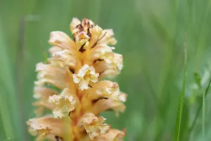 Orobanchaceae Prints: Yellow broomrape (Orobanche lutea) in flower, Nijmegen, The Netherlands. May
