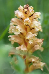Orobanchaceae Prints: Yellow broomrape (Orobanche lutea) in flower, Nijmegen, The Netherlands. May