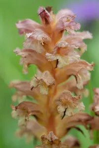 Orobanchaceae Prints: Yellow broomrape (Orobanche lutea) in flower, Nijmegen, The Netherlands. May