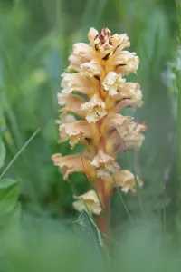 Orobanchaceae Prints: Yellow broomrape (Orobanche lutea) in flower, Nijmegen, The Netherlands. May