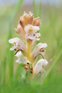 Orobanchaceae Prints: Yellow broomrape (Orobanche lutea) in flower, Nijmegen, The Netherlands. May
