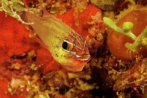 Guam Prints: Yellow cardinalfish (Ostorhinchus luteus) male