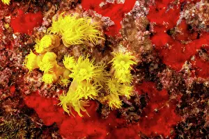 Scleractinia Prints: Yellow cave coral (Tubastraea faulkneri) on a reef