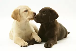 Puppies Collection: Yellow and Chocolate Labrador Retriever puppies
