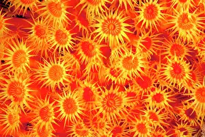 Italy Prints: Yellow cluster anemone (Parazoanthus axinellae) portrait