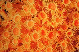 Italy Prints: Yellow cluster anemone (Parazoanthus axinellae) portrait