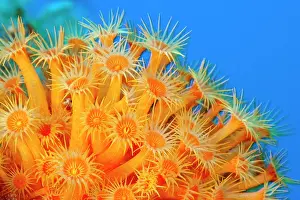Italy Prints: Yellow cluster anemone (Parazoanthus axinellae) portrait