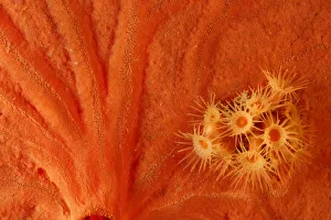 Cnidarians Prints: Yellow cluster anemone (Parazoanthus axinellae) surrounded by Encrusting sponge